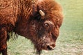 Closeup head of one plains bison outside. Herd animal buffalo ox bull staring looking down on meadow in prairie. Wildlife beauty