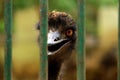 Closeup Head of Ostrich Royalty Free Stock Photo