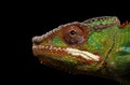 Closeup Head Panther Chameleon, reptile in Profile view Isolated Black