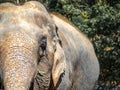 Asian Elephant head Royalty Free Stock Photo