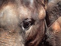 Closeup Asian Elephant Head Royalty Free Stock Photo