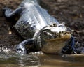 Closeup head on portrait of Black Caiman Melanosuchus niger entering water from riverbank with focus on eye in the Pampas del Ya Royalty Free Stock Photo