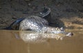 Closeup head on portrait of Black Caiman Melanosuchus niger entering water from riverbank, Bolivia Royalty Free Stock Photo