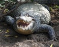 Closeup head on portrait of Black Caiman Melanosuchus niger entering water from riverbank in the Pampas del Yacuma, Bolivia Royalty Free Stock Photo