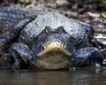 Closeup head on portrait of Black Caiman Melanosuchus niger entering water from riverbank in the Pampas del Yacuma, Bolivia Royalty Free Stock Photo