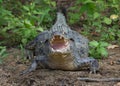 Closeup head on portrait of Black Caiman Melanosuchus niger looking at camera with jaws open showing teeth, Bolivia