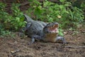 Closeup head on portrait of Black Caiman Melanosuchus niger resting on riverbank with jaws open showing teeth, Bolivia