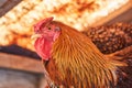 Head portrait of a brown domestic rooster with beautiful orange feathers in henhouse