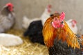 Closeup head portrait of a male chicken or rooster with beautiful orange feathers bright red comb with a blurred bokeh Royalty Free Stock Photo