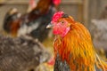 Closeup head portrait of a male chicken or rooster with beautiful orange feathers bright red comb with a blurred bokeh Royalty Free Stock Photo