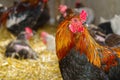 Closeup head portrait of a male chicken or rooster with beautiful orange feathers bright red comb with a blurred bokeh Royalty Free Stock Photo