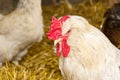 Closeup head portrait of a male chicken or rooster with a blurred bokeh background of henhouse. Royalty Free Stock Photo