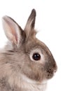 Portrait of a bunny rabbit