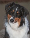 Head Portrait of a Sweet and Beautiful Australian Shepherd Dog Royalty Free Stock Photo