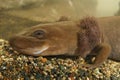 Closeup on the head of a rare neotenic adult coastal giant salamander, Dicamptodon tenebrosus with well developped red