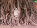Closeup of head of sandstone Buddha in the Bodhi tree roots in Thailand