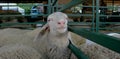 Closeup of head of sheep, selective focus