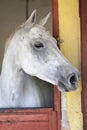 Closeup head shot of a beautiful stallion in the stable door