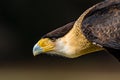 Closeup head shot of Crested Caracara