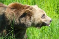 Closeup head shot of large grizzly bear walking through tall grass.