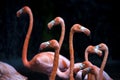 Closeup head shot of pink flamingo with dark background