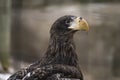 Closeup Head Shot of Steller`s Sea Eagle Royalty Free Stock Photo