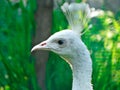 Closeup head shot, white Peacock, Peafowl or Pavo cristatus, live in a forest natural park gesture elegance Royalty Free Stock Photo