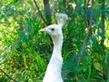 Closeup head shot, white Peacock, Peafowl or Pavo cristatus, live in a forest natural park gesture elegance Royalty Free Stock Photo