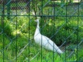 Closeup head shot, white Peacock, Peafowl or Pavo cristatus, live in a forest natural park gesture elegance Royalty Free Stock Photo