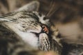 Closeup of cute sleeping cat Royalty Free Stock Photo