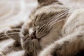 Closeup of the head of a sleeping cute cat Royalty Free Stock Photo