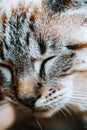 Closeup of a head of a small tabby cat with closed eyes