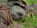 Closeup of a head of a Snapping Turtle on a grass Royalty Free Stock Photo