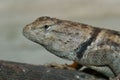 Closeup on the head of a Sonoran Desert Spiny lizard, Sceloporus magister