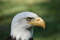 A closeup of a head of Southern Bald Eagle bird on a blurry green background Royalty Free Stock Photo