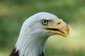 A closeup of a head of Southern Bald Eagle bird with a half-open beak on a blurry green background Royalty Free Stock Photo