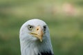 A closeup of a head of Southern Bald Eagle bird looking into camera on a blurry green background Royalty Free Stock Photo