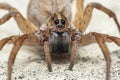 Closeup of the head of Trochosa spider on the sand