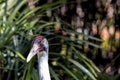 Closeup Head View of an adult Whooping Crane Royalty Free Stock Photo