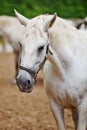 Closeup of a head of the white lipizzan horse