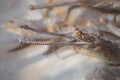 Closeup of head of a young gavial near many others