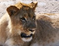 Closeup head of a young lion male Royalty Free Stock Photo