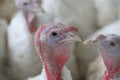 Closeup of the heads of white turkeys in a farm