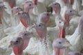 Closeup of the heads of white turkeys in a farm