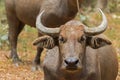 Closeup headshot of brown domestic Asian Water Buffalo in Thailand. (Bubalus bubalis).