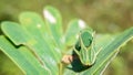 Closeup headshot of a butterfly caterpillar on a green leaf Royalty Free Stock Photo