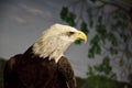 A closeup headshot of an Eagle