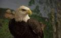 A closeup headshot of an Eagle in Captivity