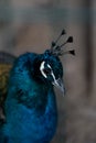 CloseUp headshot photography of a colorful adult male peacock with vivid blue neck and head with delicate and decorative head Royalty Free Stock Photo