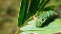 Closeup headshot of a polyura athamas butterfly caterpillar on a green leaf Royalty Free Stock Photo